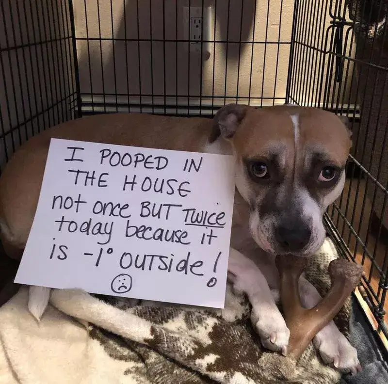 DOG SHAMING PHOTO