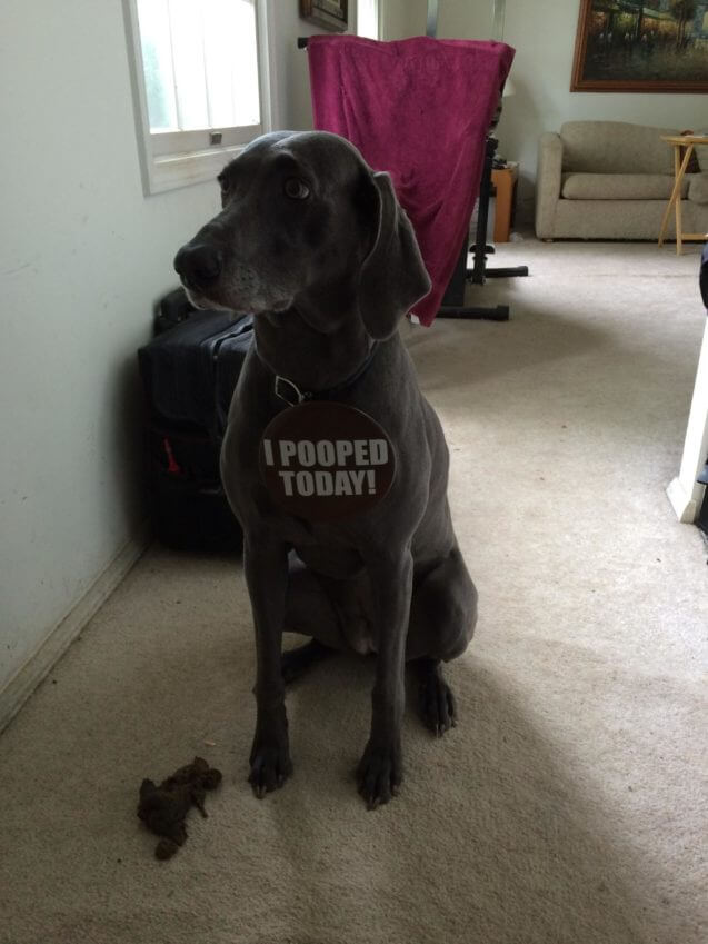 DOG SHAMING PHOTO