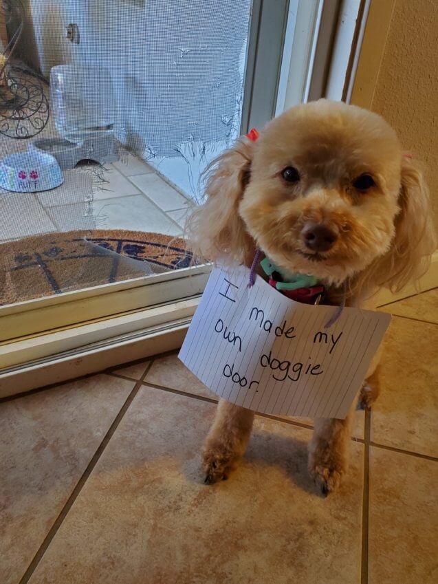 DOG SHAMING