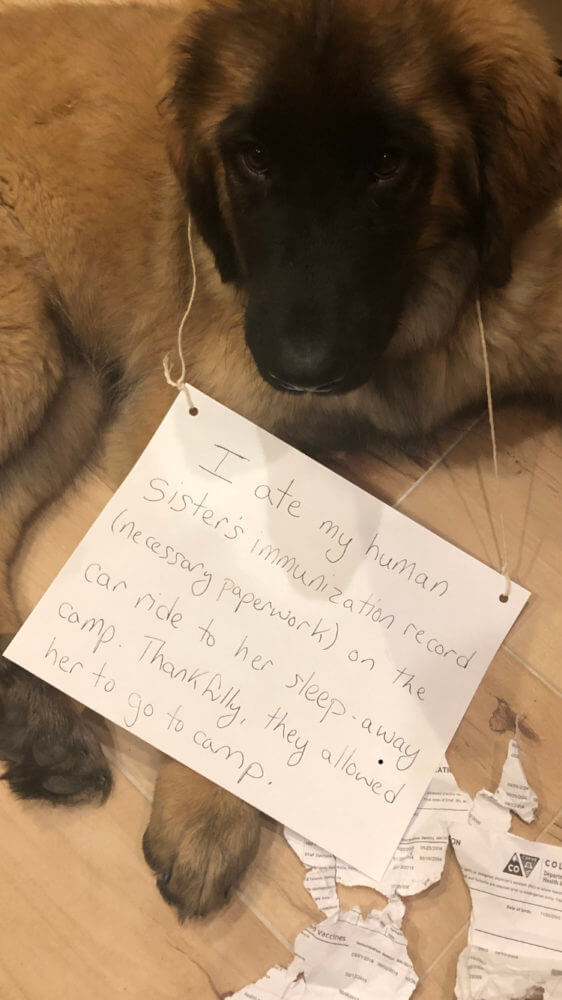 DOG SHAMING PHOTO