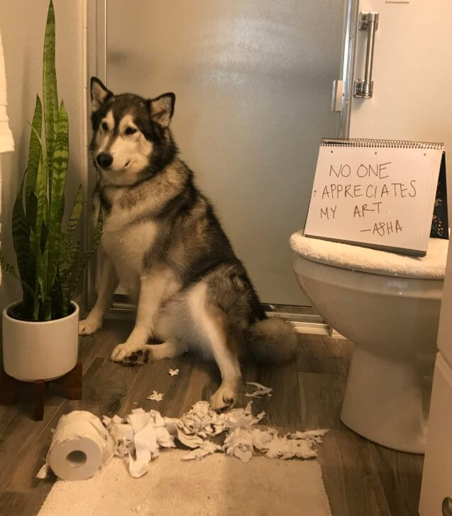 DOG SHAMING PHOTO
