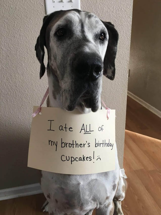 DOG SHAMING PHOTO