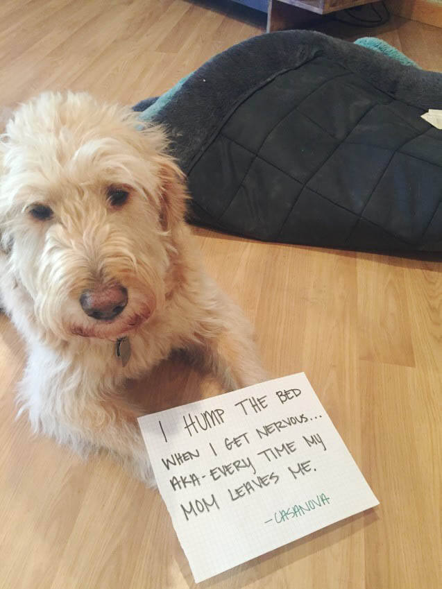 DOG SHAMING PHOTO