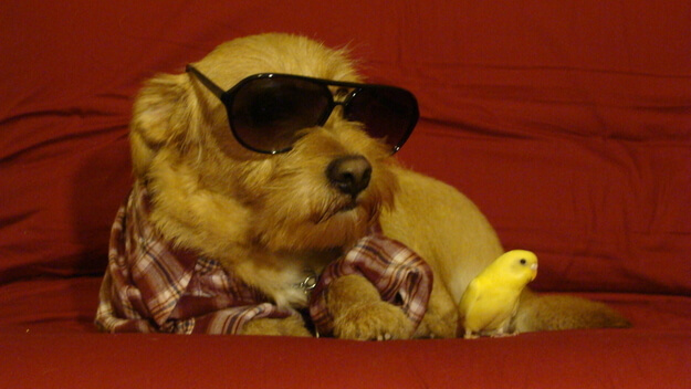 SunGlasses For Dogs
