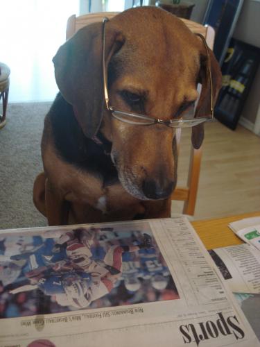 SunGlasses For Dogs