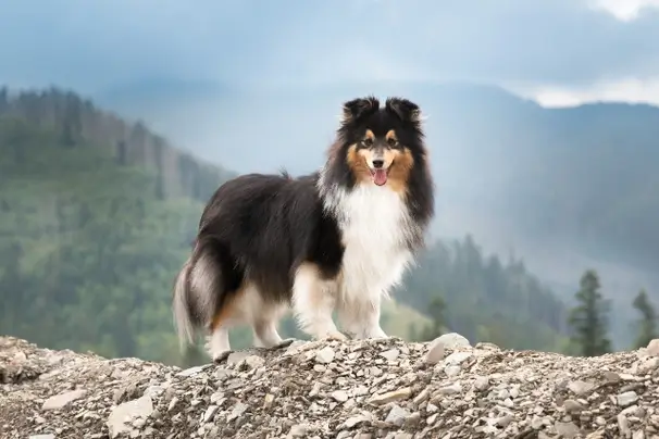 THERAPY DOG BREEDS - Shetland Sheepdog