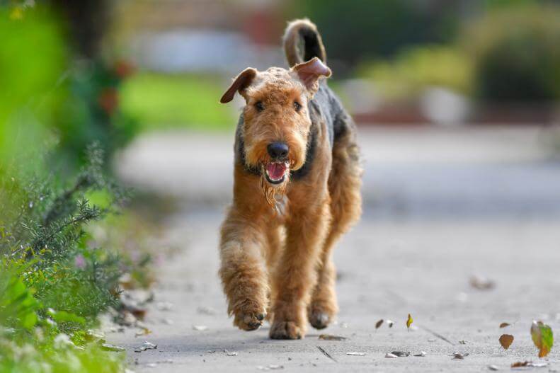 BEST FAMILY DOG BREEDS, IDEAL DOG BREEDS FOR CHILDREN, DOGS FOR KIDS