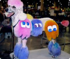 DOG and PUPPY HAIRCUT & GROOMING