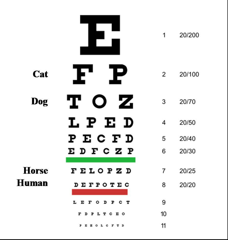 DOG VISION and EYES