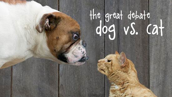 Dog & Puppy taste & flavor, Dog Flavours