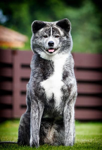 BRINDLE DOG BREEDS