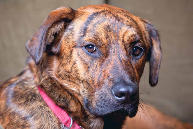 BRINDLE DOG BREEDS