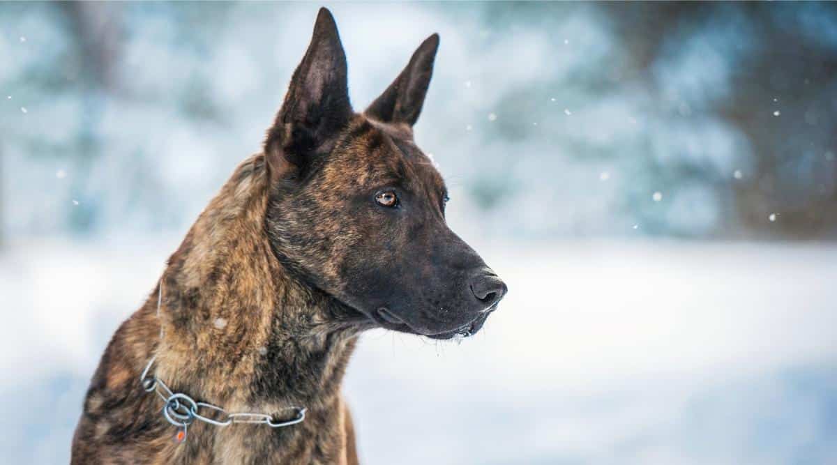 BRINDLE DOG BREEDS