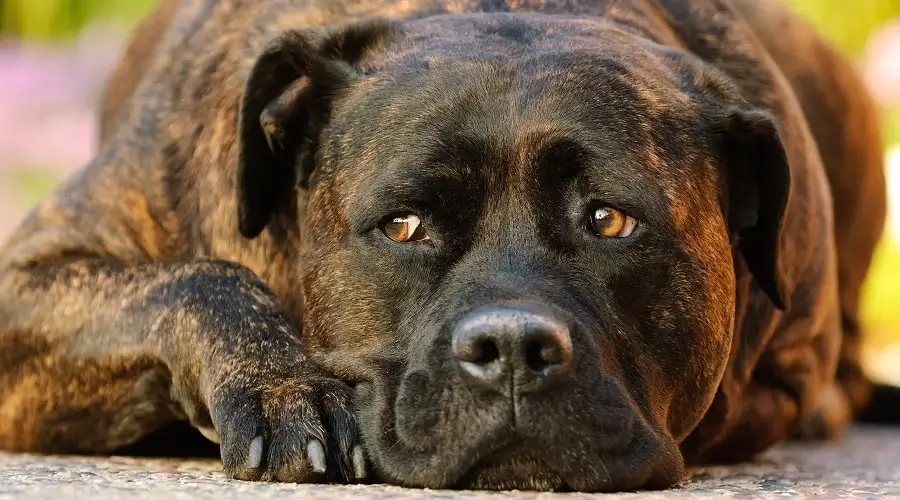 BRINDLE DOG BREEDS