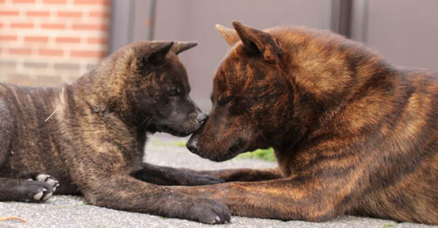 BRINDLE DOG BREEDS