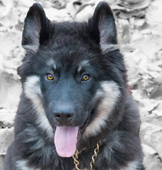 AMERICAN ALSATIAN