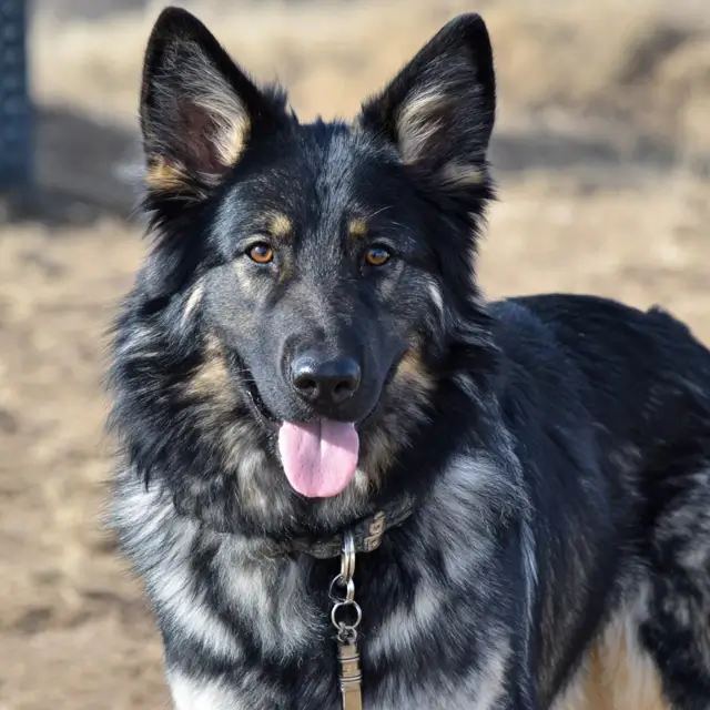 AMERICAN TUNDRA SHEPHERD DOG