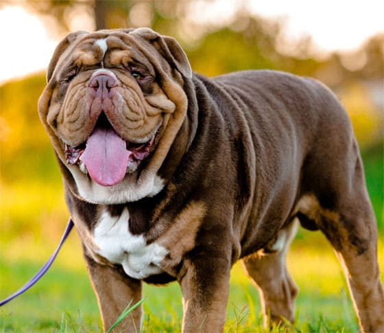 AUSTRALIAN DOG BREEDS - AUSTRALIAN BULLDOG