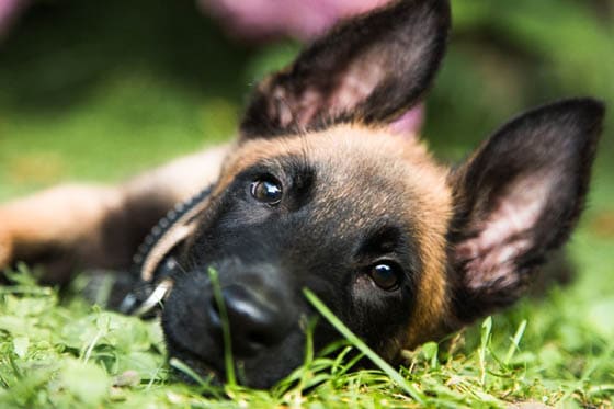 BELGIAN MALINOIS