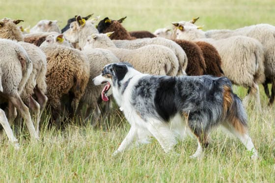 BORDER COLLIE