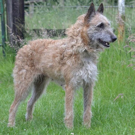BELGIAN LAEKENOIS
