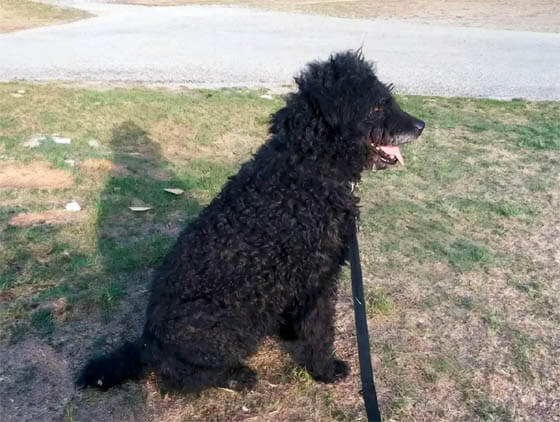 CRAU SHEPHERD