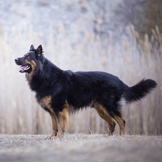 BOHEMIAN SHEPHERD