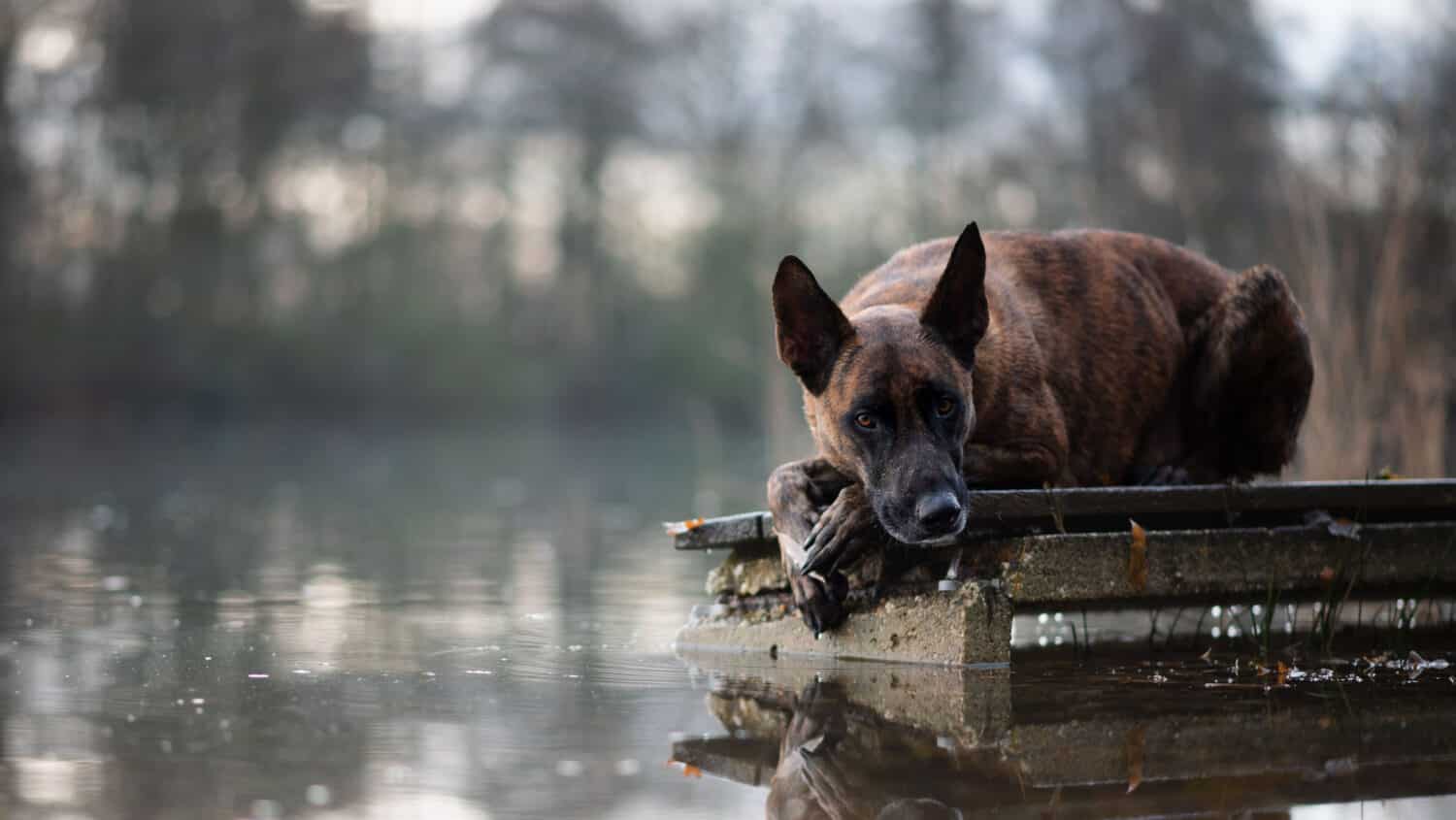 SHEPHERD DOG BREEDS