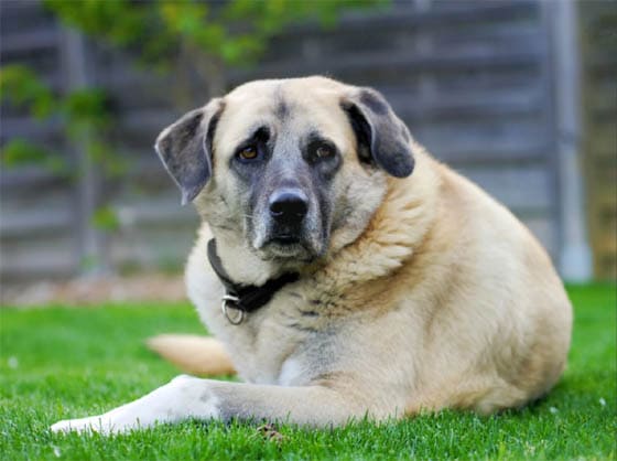 KANGAL