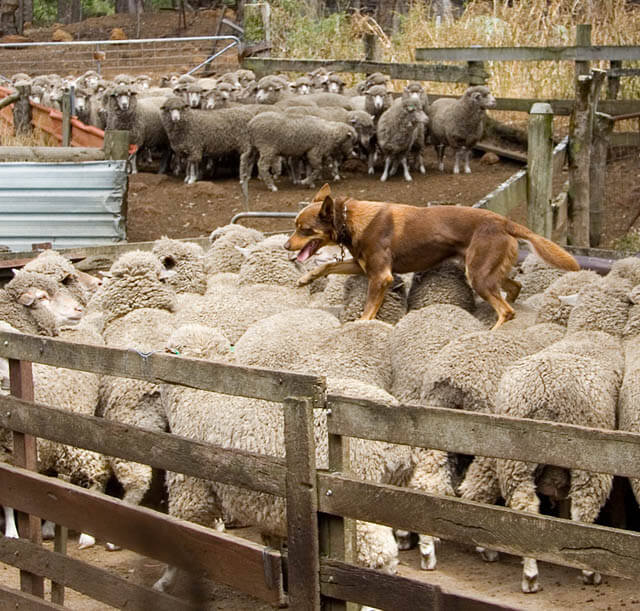 SHEPHERD DOG BREEDS