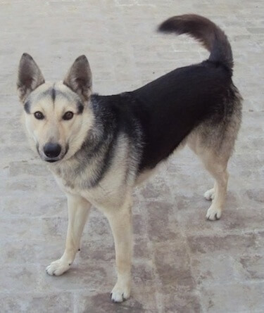 PAKISTANI SHEPHERD DOG