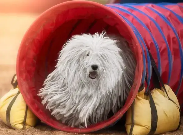 PULI