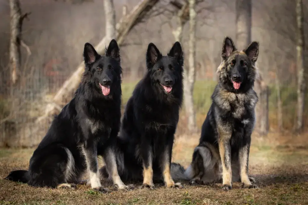 SHILOH SHEPHERD
