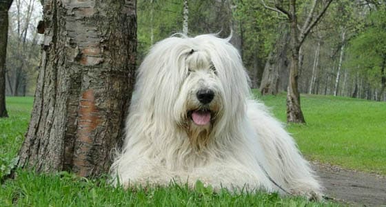 SOUTH RUSSIAN OVCHARKA