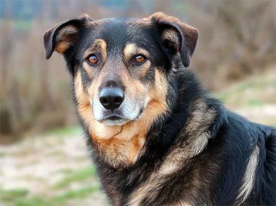 SAVOY SHEPHERD