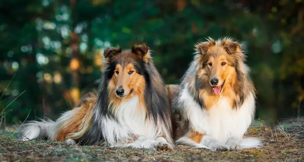ROUGH COLLIE