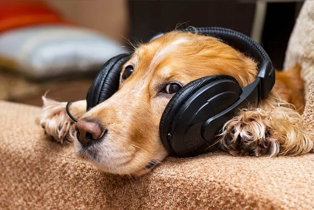 DOG SONGS