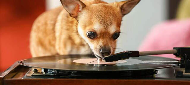 Songs about dogs