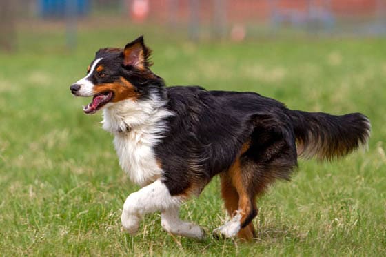 ENGLISH SHEPHERD