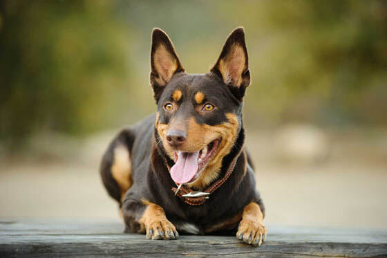 AUSTRALIAN KELPIE
