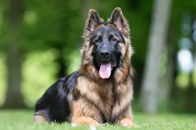KING SHEPHERD