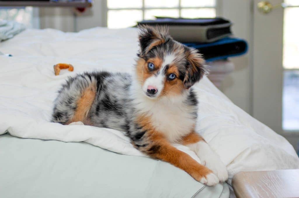 MINIATURE AUSTRALIAN SHEPHERD