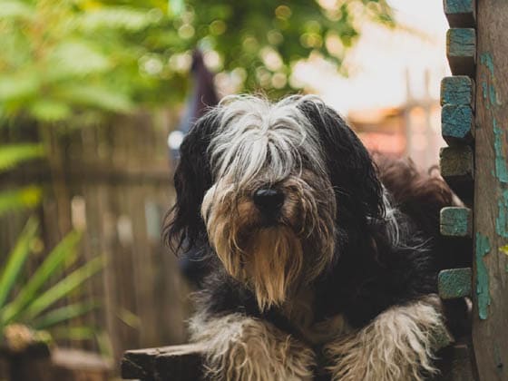 POLISH LOWLAND SHEEPDOG