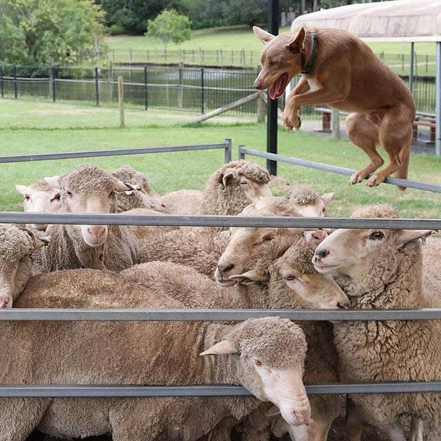 SHEPHERD DOG BREEDS