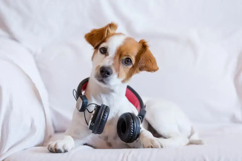 Songs about dogs