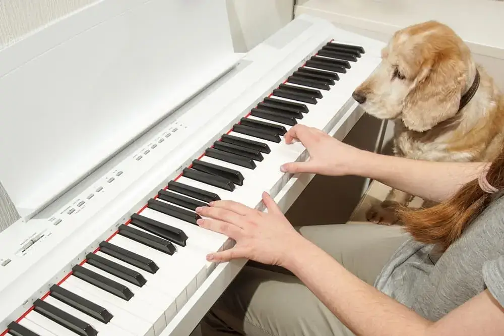 Songs about dogs