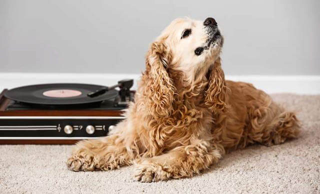 Songs about dogs