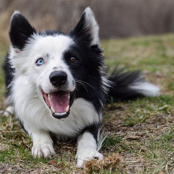 WELSH SHEEPDOG