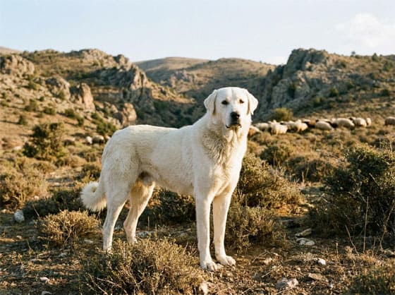 TURKISH DOG BREEDS - AKBASH
