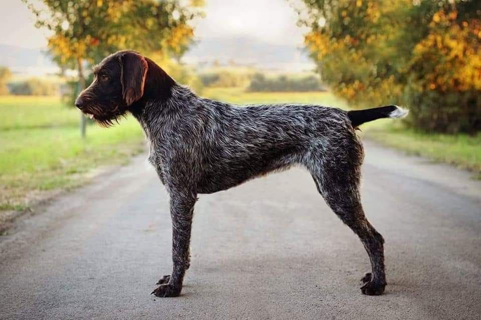 CZECH DOG BREEDS - BOHEMIAN WIRE-HAIRED POINTING GRIFFON